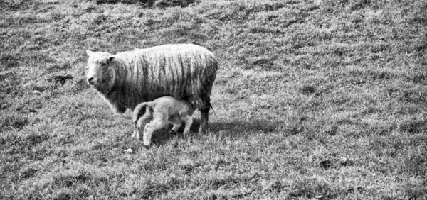 Moutons Sur Une Prairie Nouvelle Zélande — Photo