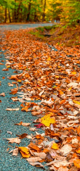 Herfst Bladeren Gebladerte Seizoen Herfst Kleuren — Stockfoto