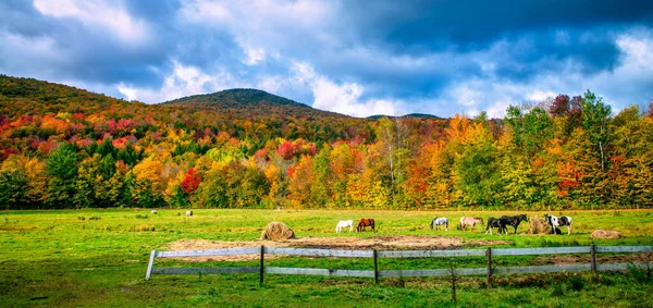 美しい葉の風景の中で馬の放牧 — ストック写真