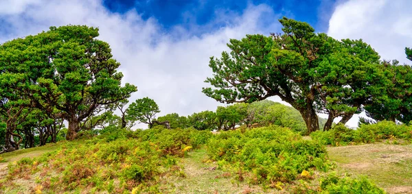 Vackra Lagerträd Eftermiddagen Solnedgång Fanalskogen Madeira Portugal — Stockfoto