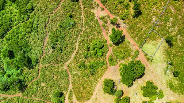 Madeira Portugal Magical Fanal Forest Part Laurisilva Forest Aerial View — Fotografia de Stock