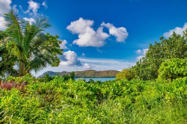 Palms along the beach of Seychelles Islands.