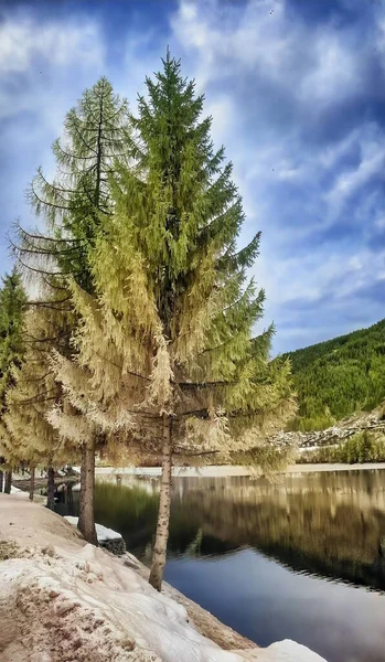 Vista Infrarossi Alberi Intorno Lago Inverno — Foto Stock