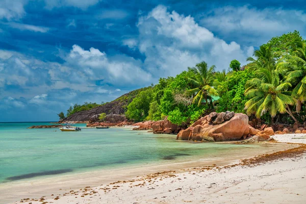 Palms Beach Seychelles Islands — Stockfoto