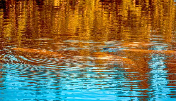 フロリダの水の下での動きエバーグレーズ — ストック写真