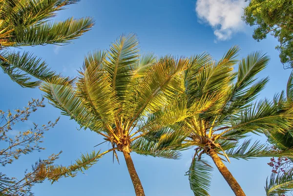 Palmiers Tropicaux Sous Ciel Bleu Ensoleillé — Photo