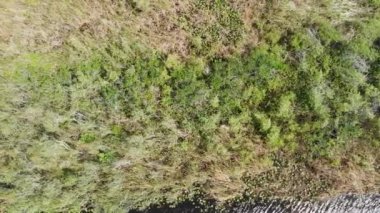 Florida Everglades, ABD 'deki dere ve bataklıkların hava manzarası..