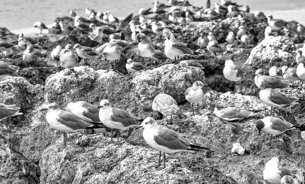 海滩岩石上的数百只海鸥 — 图库照片