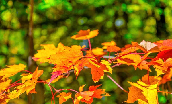 Herfst Bladeren Gebladerte Seizoen Herfst Kleuren — Stockfoto