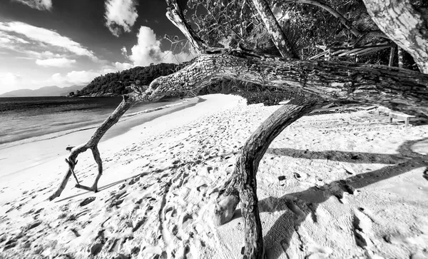 Bare Δέντρο Μια Όμορφη Τροπική Παραλία — Φωτογραφία Αρχείου