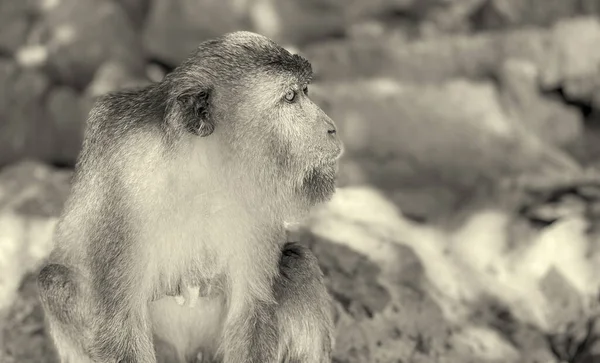 泰国菲菲岛海滩上的猴子 — 图库照片