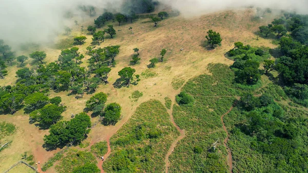 Madeira Portugal Mágica Floresta Fanal Faz Parte Floresta Laurisilva Vista — Fotografia de Stock