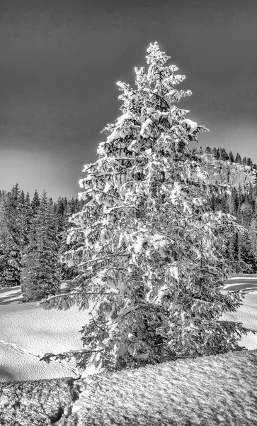 Árvore Coberta Neve Dia Ensolarado Montanhas Dolomite Inverno — Fotografia de Stock