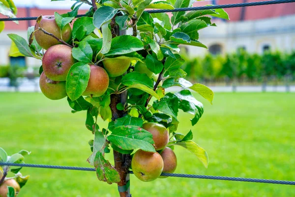 维也纳熊布伦公园的一棵苹果树 — 图库照片