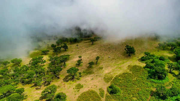 Madeira Portugal Magical Fanal Forest Part Laurisilva Forest Aerial View — Stock fotografie