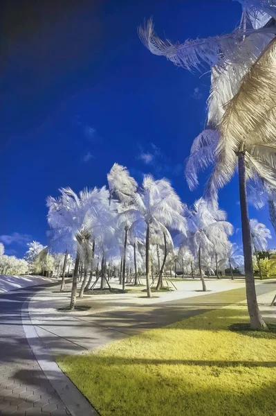 Infrared View City Park Trail Palms Travel Holiday Concept — Stok fotoğraf