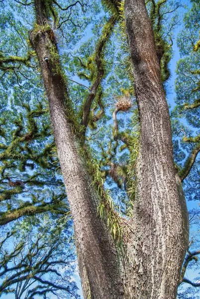 퀸즐랜드주의 데이인 공원으로 아름다운 나뭇가지들 — 스톡 사진