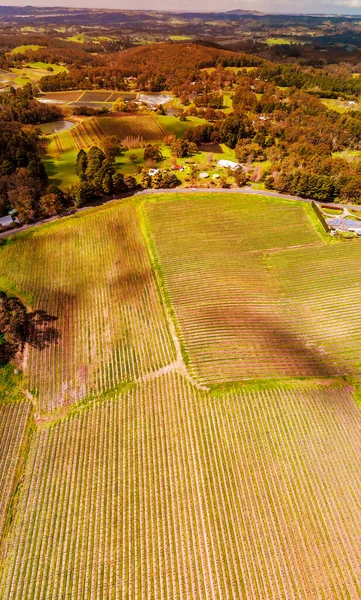 South Australia Vineyards Aerial View Drone — Zdjęcie stockowe