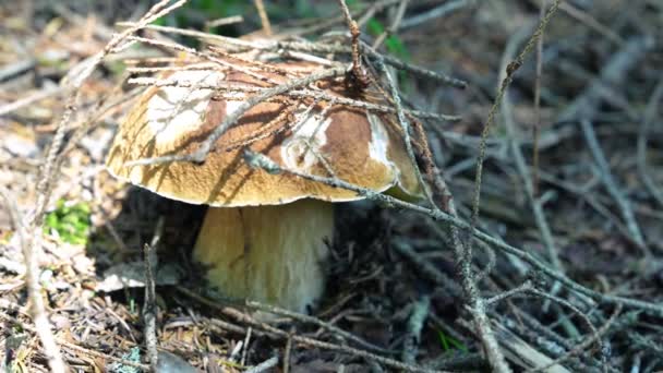 Maravilhoso Cogumelo Porcini Floresta — Vídeo de Stock