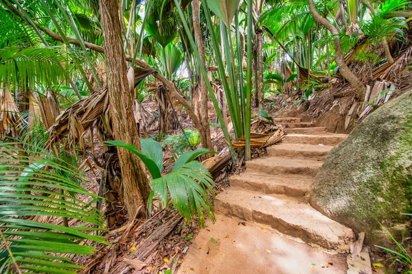 Beautiful Trail Seychelles Tropical Vegetation — Stock Photo, Image