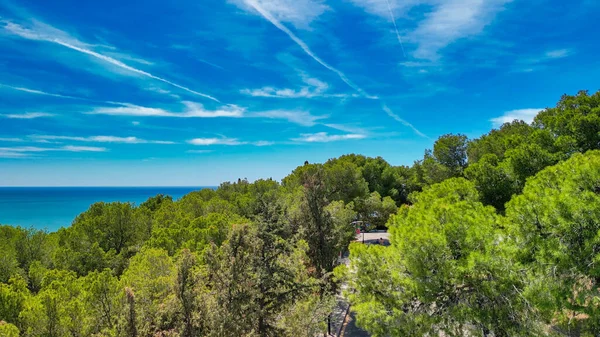 Widok Powietrza Park Miejski Drzewa Maladze Andaluzja — Zdjęcie stockowe