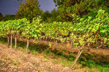 Viyana 'da gece bir üzüm bağı.