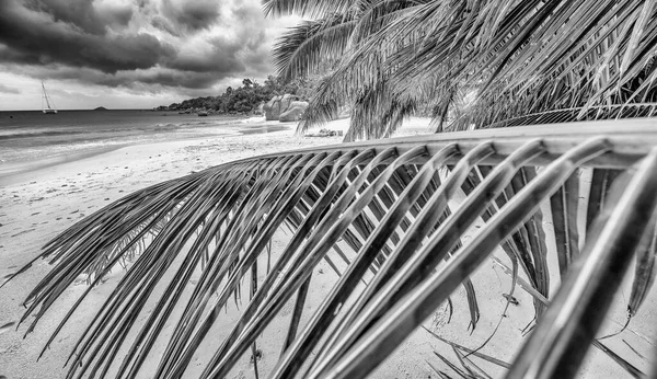 Palmen Van Seychellen Een Prachtige Dag — Stockfoto