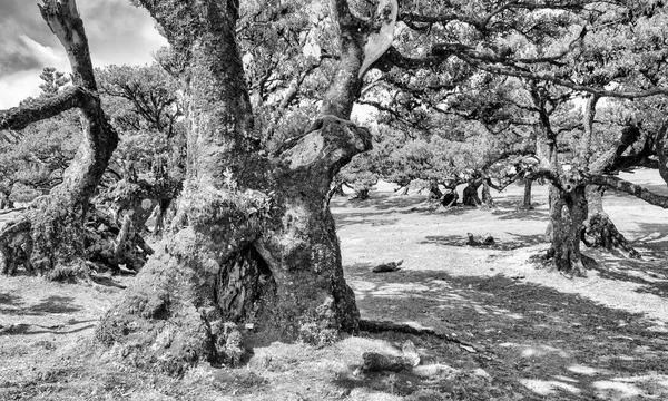 Gyönyörű Babérfák Délutáni Naplementében Madeirai Fanal Erdőben Ősi Babérfák Tájkép — Stock Fotó