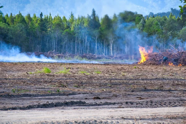 森の中で野火 木を燃やす 環境の危険 — ストック写真