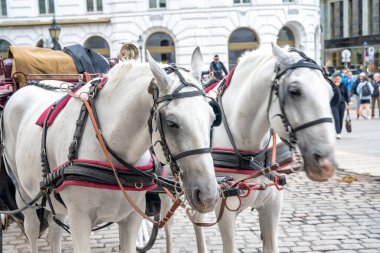 Hofburg, Viyana 'da bir at arabası..