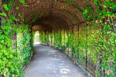 Viyana Schonbrunn Parkı yaz mevsiminde, Avusturya.