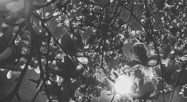 Blüten Des Magnolienbaums Gegen Blauen Himmel Frühling — Stockfoto