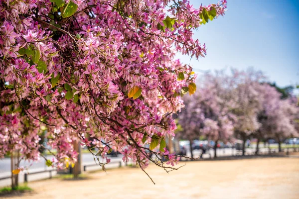 Rosa Árvores Floridas Contra Céu Azul Tempo Primavera — Fotografia de Stock