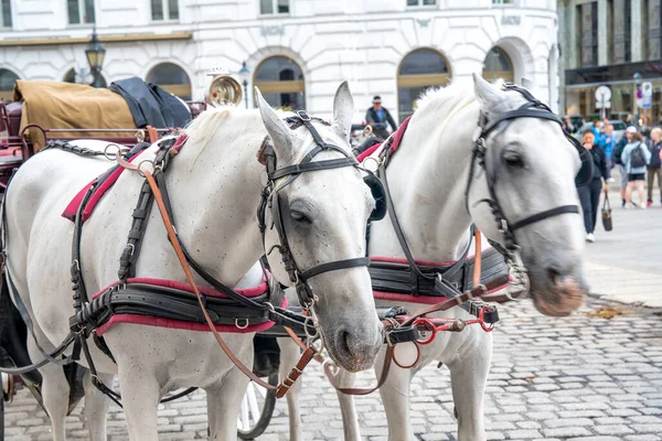 Horse Carriage Hofburg Area Vienna — Stock Photo, Image
