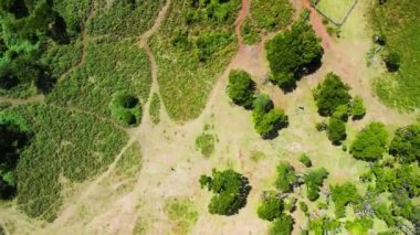 Madeira, Portugal. The magical Fanal Forest is part of the Laurisilva forest. Aerial view from drone with low clouds and trees.