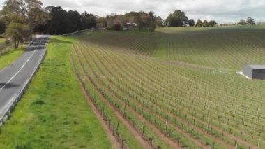 South Australia, havadan görünümü güzel üzüm bağları.