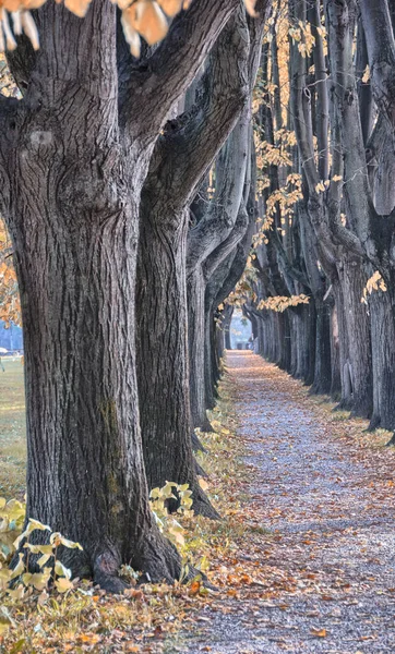 意大利卢卡的树木和秋天的颜色 — 图库照片