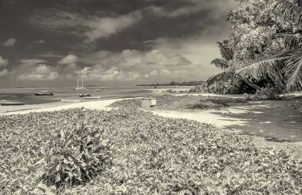 Tropical Paradise Beach Beautiful Shoreline Seychelles Islands — Stock Photo, Image
