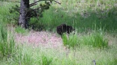 Siyah Ayı Yellowstone Ulusal Parkı 'nda, yaz mevsimi.
