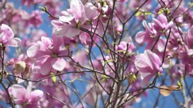 İlkbaharda Magnolia çiçeklerinin şaşırtıcı renkleri, yavaş çekim.