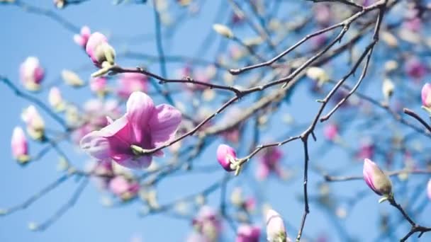 Niesamowite Kolory Magnolia Kwiaty Wiosną — Wideo stockowe