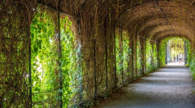 Viyana, Avusturya - 20 Ağustos 2022: Schoenbrunn parkında yapraklarla yapılan bir tünelde turistler.