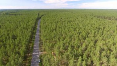Yol boyunca orman havadan görünümü.