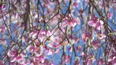İlkbaharda Magnolia çiçeklerinin şaşırtıcı renkleri, yavaş çekim.
