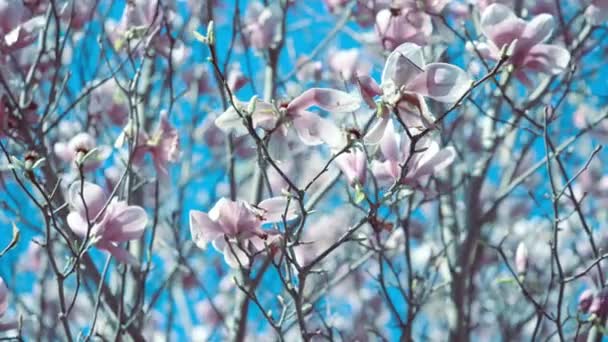Magnolia Kwiaty Wiosennych Kolorów Toskanii — Wideo stockowe