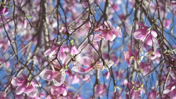 Colori Sorprendenti Magnolia Fiori Primavera Slow Motion — Video Stock