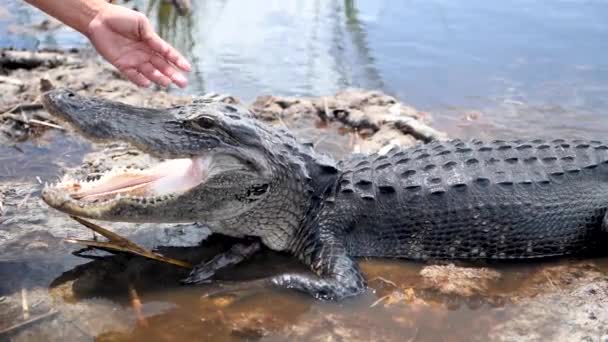 在大沼泽地国家公园里的鳄鱼自然和动物概念 — 图库视频影像
