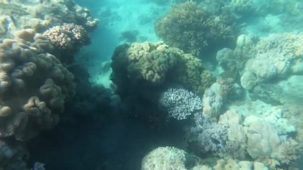 ホワイトサンデー諸島の水とサンゴ サンゴ礁水中 オーストラリアのスローモーション — ストック動画