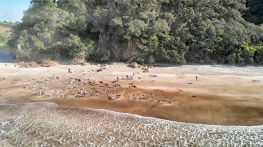 Coromandel Yarımadası, Yeni Zelanda 'nın doğu kıyısındaki Sıcak Su Beachi' si. Drone hava görüntüsü.