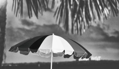 Palmiyelerin arasındaki kumsalda renkli Şemsiye